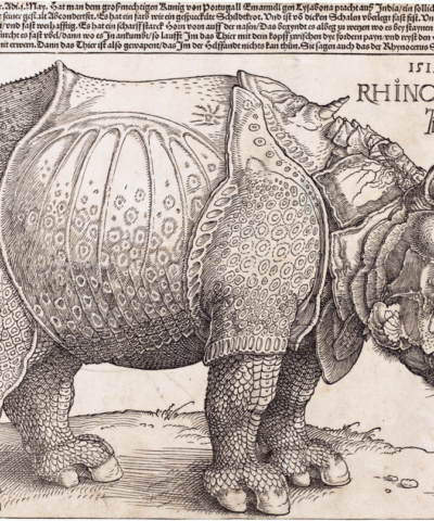 Dzrzeworyt nosorożca - Albrecht Durer