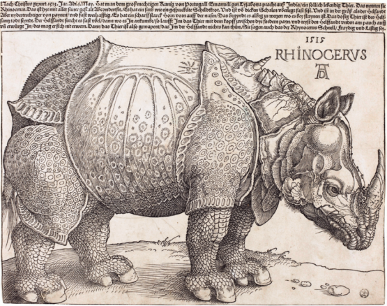 Dzrzeworyt nosorożca - Albrecht Durer